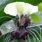 5 WHITE BAT FLOWER Tacca Integrifolia Nivea Bat Head Lily Flower Seeds