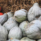 30 BLUE HUBBARD SQUASH New England Buttercup Cucurbita Pepo Vegetable Seeds