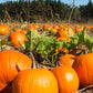 50 JACK O LANTERN PUMPKIN Cucurbita Maxima Vegetable Seeds