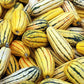 50 DELICATA SQUASH Striped Sweet Potato Cucurbita Pepo Vegetable Seeds