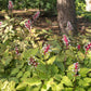 10 DOLL'S EYES Flower White Baneberry Cohosh Actaea Pachypoda Alba Seeds