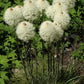 100 BEAR GRASS aka Bear LILY Beargrass Ornamental Xerophyllum Tenax Flower Seeds