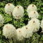 100 BEAR GRASS aka Bear LILY Beargrass Ornamental Xerophyllum Tenax Flower Seeds