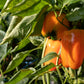 100 ORANGE King BELL PEPPER Sweet Capsicum Annuum Vegetable Seeds