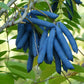 7 BLUE SAUSAGE FRUIT Edible & Ornamental Decaisnea Fargesii Tree Shrub Seeds