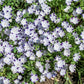 750 FIVE SPOT Nemophila Maculata White & Purple Flower Seeds