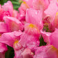 2000 PINK SNAPDRAGON Antirrhinum Majus Flower Seeds