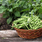 50 TENDERGREEN GREEN BEAN Phaseolus Vulgaris Vegetable Seeds