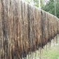 100 TOSSA JUTE Mallow Corchorus Olitorius African Sorrel Bush Okra Twine Vegetable Seeds