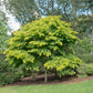 10 YELLOW ASH TREE Kentucky Yellowwood White Flowers Cladrastis Lutea Kentukea Seeds