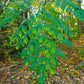 25 DEVIL'S WALKINGSTICK Shrub Flower Prickly Ash Elder Aralia Spinosa Seeds