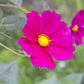 300 Wine Red TETRA VERSAILLES COSMOS Bipinnatus Hummingbird Flower Seeds