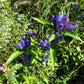 200 BOTTLE GENTIAN (Closed or Blind Gentian / Cloistered Heart) Gentiana Andrewsii Flower Seeds