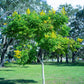 10 DWARF GOLDEN RAIN TREE Koelreuteria Paniculata Nana Yellow Flower Seeds