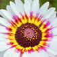 250 TRICOLOR PAINTED DAISY (Pyrenthrum Daisy) Chrysanthemum Carinatum Flower Seeds