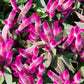 100 FLAMINGO FEATHER Wheat CELOSIA Spicata Pink & White Flower Seeds