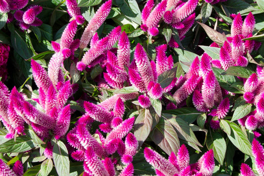 100 FLAMINGO FEATHER Wheat CELOSIA Spicata Pink & White Flower Seeds