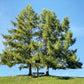 25 EUROPEAN LARCH TREE Pine Pinetree Evergreen Larix Decidua Seeds