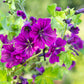 20 MAURITIAN MALVA Mallow Malva sylvestris var. mauritania Flower Seeds