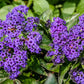 50 Blue MARINE HELIOTROPE Heliotropium Arborescens Flower Seeds