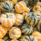 15 CARNIVAL SQUASH Winter Cucurbita Pepo Vegetable Seeds