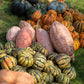 25 Jumbo PINK BANANA SQUASH Cucurbita Maxima Heirloom Winter Vegetable Seeds