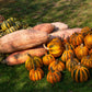 25 Jumbo PINK BANANA SQUASH Cucurbita Maxima Heirloom Winter Vegetable Seeds