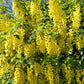 25 SIBERIAN PEASHRUB Caragana Arborescens Peatree Yellow Flower Legume Vegetable Seeds