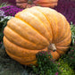 10 Dill's ATLANTIC GIANT PUMPKIN Up to 2000 lb Cucurbita Vegetable Seeds