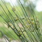 1000 SOFT RUSH (Common Rush) Juncus Effusus Ornamental Grass Seeds