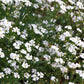 1000 White BABY'S BREATH 'Covent Garden' Gypsophila Elegans Flower Seeds