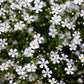1000 White BABY'S BREATH 'Covent Garden' Gypsophila Elegans Flower Seeds