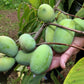 5 PAW PAW Fruit TREE Indian Banana Asimina Triloba Flower Seeds
