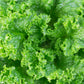 3000 Loose Leaf Green GRAND RAPIDS LETTUCE Lactuca Sativa Vegetable Seeds