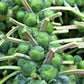 400 CATSKILL BRUSSEL SPROUT Sprouts Brassica Oleracea Vegetable Seeds