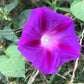 100 GRANDPA OTT MORNING GLORY Ipomoea Purpurea Flower Vine Seeds