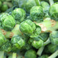 1000 Long Island IMPROVED BRUSSEL SPROUTS Brassica Oleracea Gemmifera Vegetable Seeds