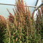 50 Organic RED AZTEC SPINACH Huauzontle Chenopodium Berlandieri Greens Vegetable Seeds