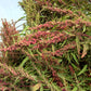 50 Organic RED AZTEC SPINACH Huauzontle Chenopodium Berlandieri Greens Vegetable Seeds
