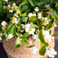 10 Dwarf CREEPING SNOWBERRY Shrub White Pink Flower Symphoricarpos Mollis Seeds