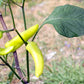 300 HUNGARIAN HOT Wax PEPPER (Hot Banana Pepper) Capsicum Annuum Vegetable Seeds