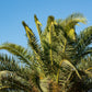 10 Florida ROYAL PALM Roystonea Regia Tree Houseplant Seeds