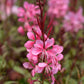 100 Pink GAURA WHIRLING BUTTERFLIES Gaura Biennis Flower Seeds