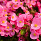 500 BULK HARDY BEGONIA Grandis Rose Pink Perennial Sun - Shade Flower Seeds