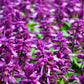 100 MIXED COLORS SALVIA Splendens Red Purple White Pink Sage Flower Seeds