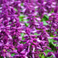 20 BRIGHT PURPLE SALVIA Splendens Scarlet Sage Flower Seeds