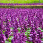 20 BRIGHT PURPLE SALVIA Splendens Scarlet Sage Flower Seeds