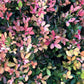 5 HARDY ORANGE TREE Trifoliate Citrus Trifoliata Poncirus Fruit White Flower Seeds