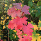 20 GOLDEN CURRANT SHRUB Black Fruit Yellow Flower Ribes Chrysobotrya Aurea Seeds