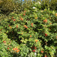 10 WHITE JAPANESE ROSE Rosa Rugosa Alba Bush Rugosa Rose Flower Seeds